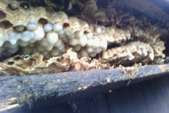 larvy+vajčka v sršním hnízdě